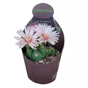 Kaktusz (Gymnocalycium horstii) ø 10,5 cm-es cserépben