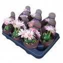 Kaktusz (Gymnocalycium horstii) ø 10,5 cm-es cserépben