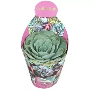 Echeveria (Echeveria atlantis) ø 10,5 cm-es cserépben