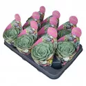 Echeveria (Echeveria atlantis) ø 10,5 cm-es cserépben