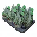Senecio (Senecio serpens) ø 10,5 cm-es cserépben