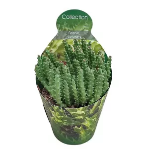 Kaktusz (Stapelia desmetiana) ø 10,5 cm-es cserépben
