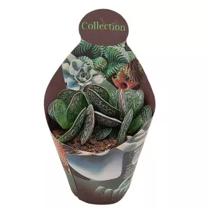 Adromischus (Adromischus rupicola) ø 10,5 cm-es cserépben