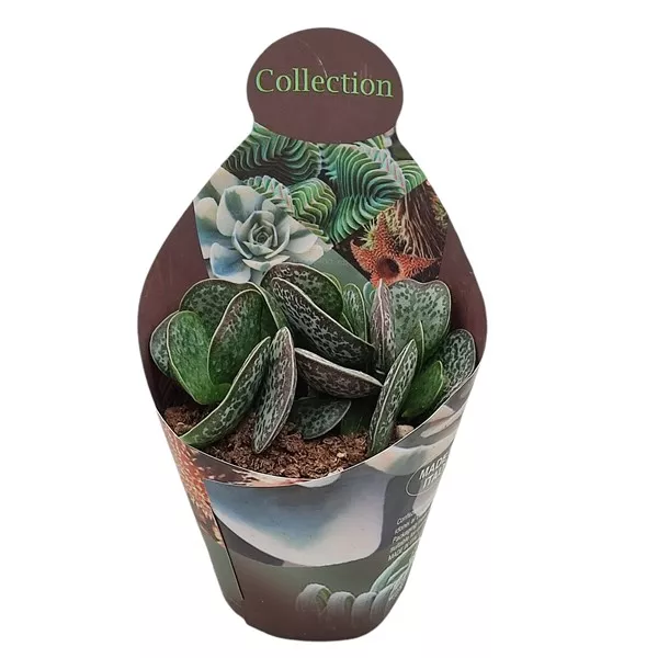 Adromischus (Adromischus rupicola) ø 10,5 cm-es cserépben