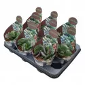 Adromischus (Adromischus rupicola) ø 10,5 cm-es cserépben