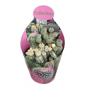 Euphorbia (Euphorbia submammillaris variegata) ø 10,5 cm-es cserépben