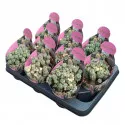 Euphorbia (Euphorbia submammillaris variegata) ø 10,5 cm-es cserépben