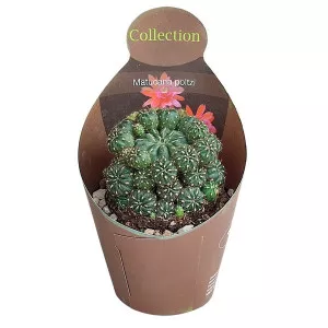Kaktusz (Matucana polzii) ø 10,5 cm-es cserépben