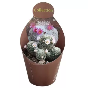 Kaktusz (Mammillaria humboldtii) ø 10,5 cm-es cserépben