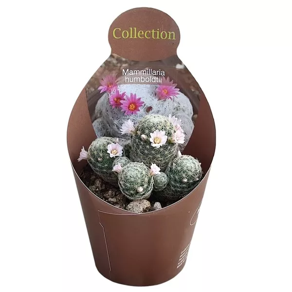 Kaktusz (Mammillaria humboldtii) ø 10,5 cm-es cserépben