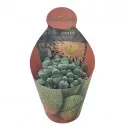 Gránitvirág (Pleiospilos nelii) ø 10,5 cm-es cserépben