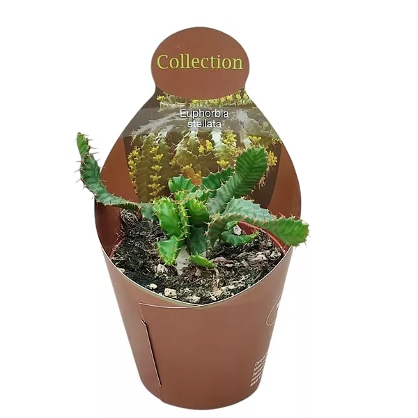 Euphorbia (Euphorbia stellata) ø 10,5 cm-es cserépben