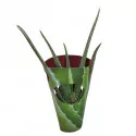 Aloe vera ø 10,5 cm-es cserépben