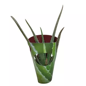 Aloe vera ø 10,5 cm-es cserépben