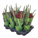Aloe vera ø 10,5 cm-es cserépben