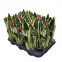 Anyósnyelv (Sansevieria trifasciata) ø 10,5 cm-es cserépben
