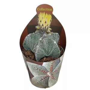 Papsapka kaktusz (Astrophytum myriostigma) ø 6,5 cm-es cserépben