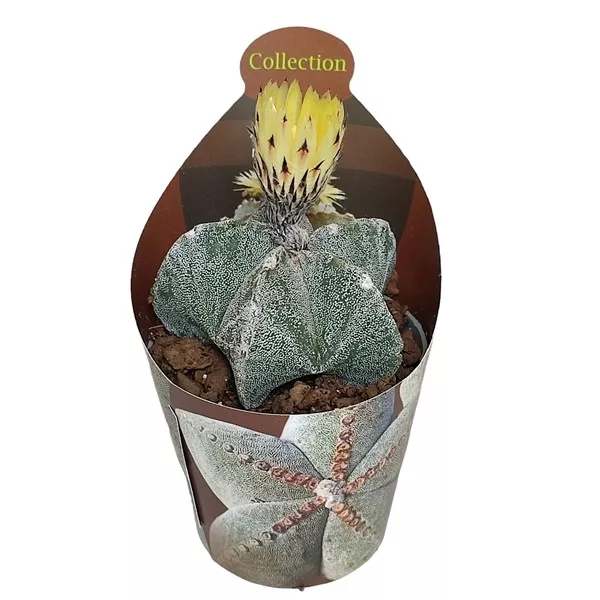 Papsapka kaktusz (Astrophytum myriostigma) ø 6,5 cm-es cserépben