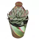 Pozsgafa Money Maker (Crassula) ø 6,5 cm-es cserépben
