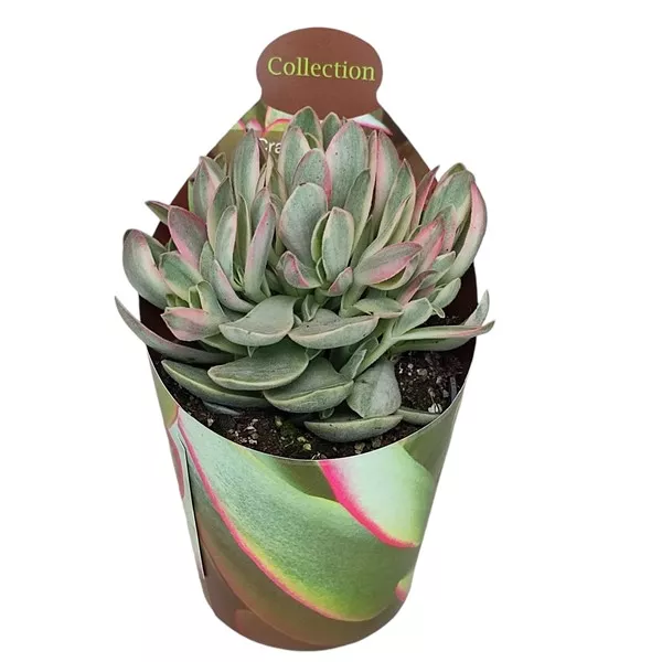 Pozsgafa Money Maker (Crassula) ø 6,5 cm-es cserépben
