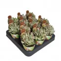 Pozsgafa Money Maker (Crassula) ø 6,5 cm-es cserépben