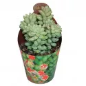 Porcsin (Sedum burritum) ø 6,5 cm-es cserépben