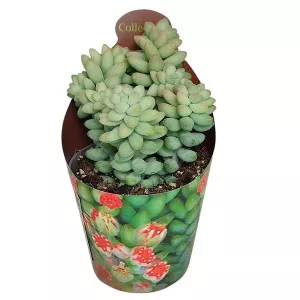 Porcsin (Sedum burritum) ø 6,5 cm-es cserépben