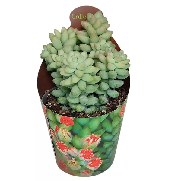 Porcsin (Sedum burritum) ø 6,5 cm-es cserépben