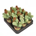 Porcsin (Sedum burritum) ø 6,5 cm-es cserépben