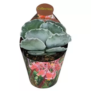 Cotyledon (Cotyledon orbiculata undulatum) ø 6,5 cm-es cserépben