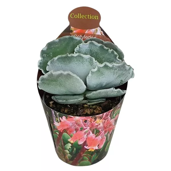 Cotyledon (Cotyledon orbiculata undulatum) ø 6,5 cm-es cserépben