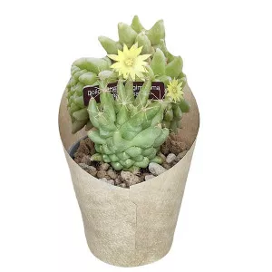 Kaktusz (Dolichothele longimamma mostruosa) ø 6,5 cm-es cserépben