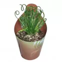 Albuca (Albuca spiralis) ø 6,5 cm-es cserépben