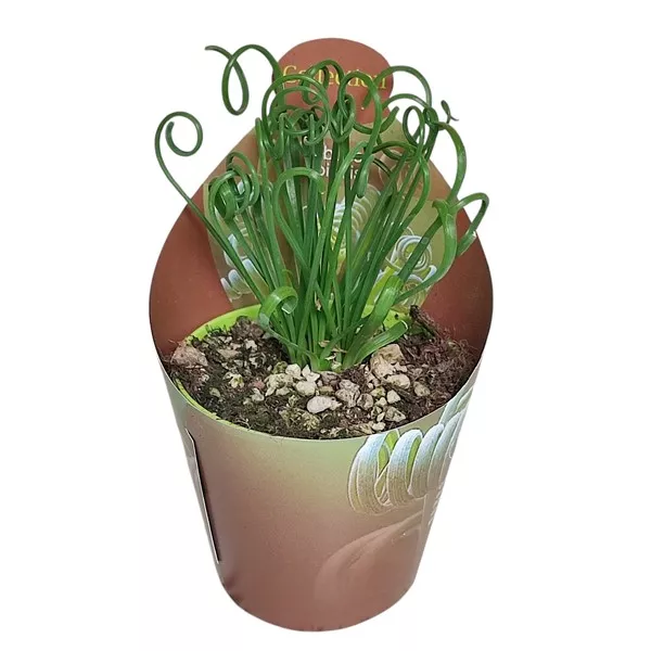 Albuca (Albuca spiralis) ø 6,5 cm-es cserépben