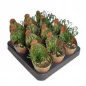 Albuca (Albuca spiralis) ø 6,5 cm-es cserépben
