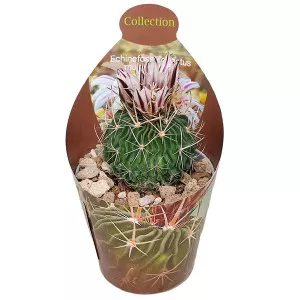 Kaktusz (Echinofossulocactus multicostatus) ø 6,5 cm-es cserépben