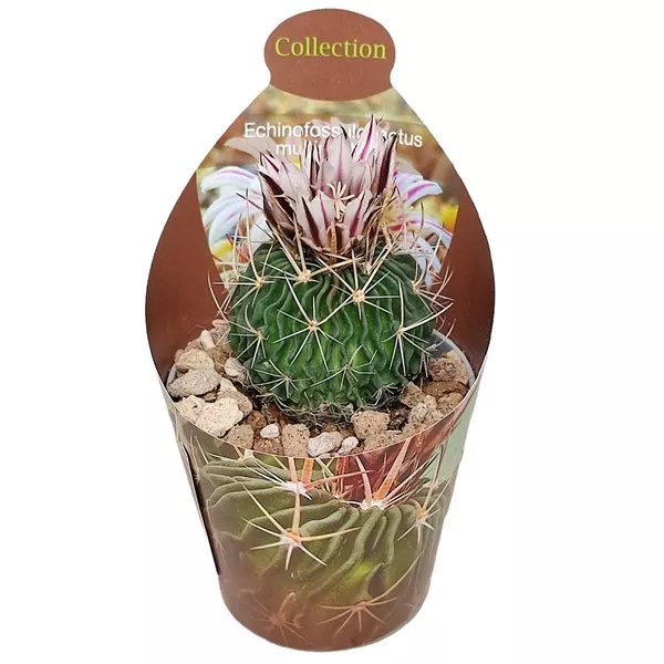 Kaktusz (Echinofossulocactus multicostatus) ø 6,5 cm-es cserépben
