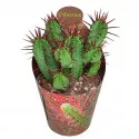 Euphorbia (Euphorbia enopla) ø 6,5 cm-es cserépben
