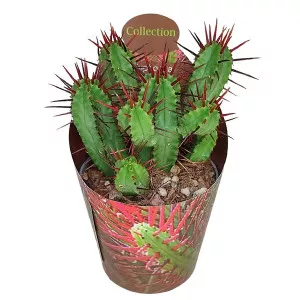 Euphorbia (Euphorbia enopla) ø 6,5 cm-es cserépben