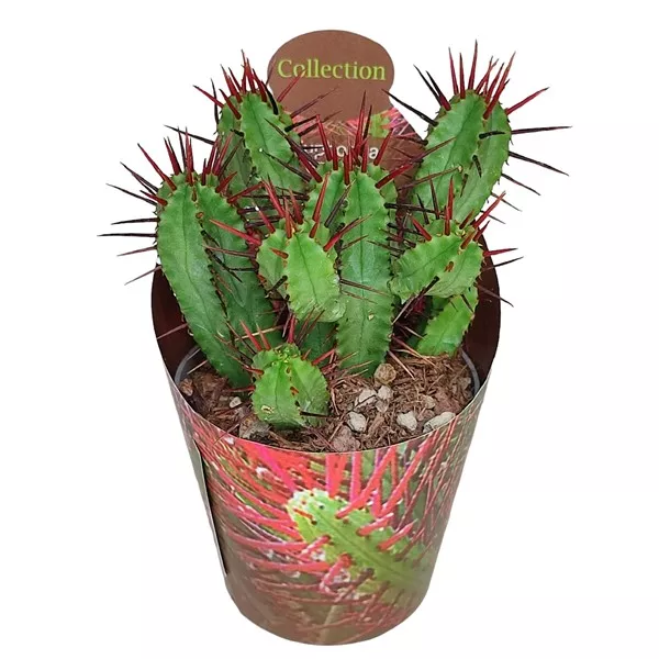 Euphorbia (Euphorbia enopla) ø 6,5 cm-es cserépben