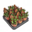 Euphorbia (Euphorbia enopla) ø 6,5 cm-es cserépben