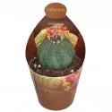 Euphorbia (Euphorbia obesa) ø 6,5 cm-es cserépben