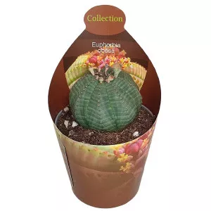 Euphorbia (Euphorbia obesa) ø 6,5 cm-es cserépben