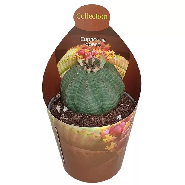 Euphorbia (Euphorbia obesa) ø 6,5 cm-es cserépben