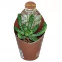 Euphorbia (Euphorbia inermis) ø 6,5 cm-es cserépben