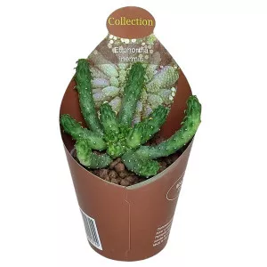 Euphorbia (Euphorbia inermis) ø 6,5 cm-es cserépben