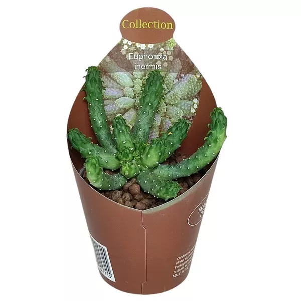 Euphorbia (Euphorbia inermis) ø 6,5 cm-es cserépben