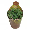 Euphorbia (Euphorbia Susannae) ø 6,5 cm-es cserépben