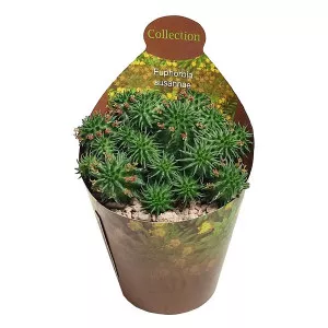 Euphorbia (Euphorbia Susannae) ø 6,5 cm-es cserépben