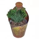 Euphorbia (Euphorbia triangularis crestata) ø 6,5 cm-es cserépben